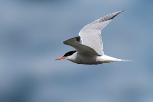 Common Tern - Sterna hirundo