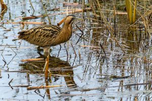 Bittern - Botaurus stellaris