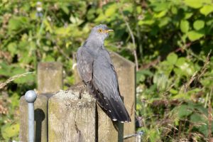Cuckoo - Cuculus canorus