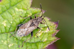 Stictopleurus punctatonervosus