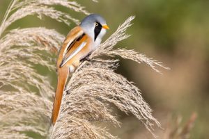 Bearded Tit - Panurus biarmicus