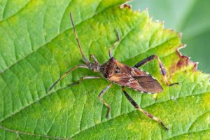 Leptoglossus occidentalis - Western Conifer Seed Bug