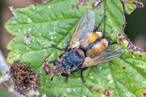 Tachina magnicornis